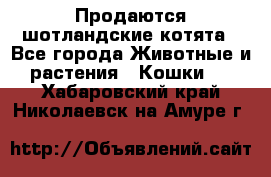 Продаются шотландские котята - Все города Животные и растения » Кошки   . Хабаровский край,Николаевск-на-Амуре г.